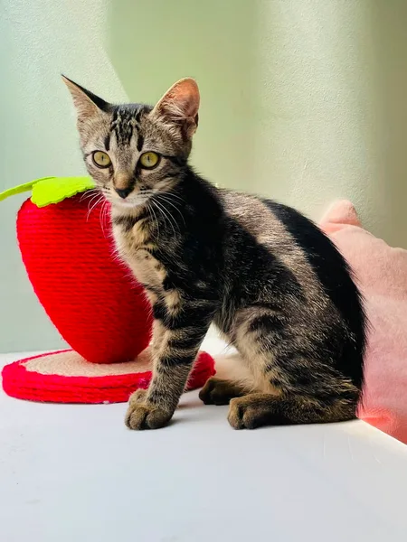 Ardi, pensionnaire du bar à chats MIAW à Castelnaudary