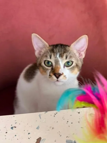 Bambino, pensionnaire du bar à chats MIAW à Castelnaudary