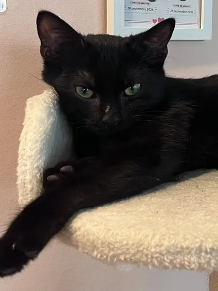 Breck, pensionnaire du bar à chats MIAW à Castelnaudary