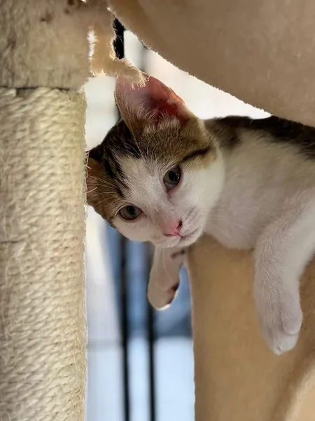 Cookie, pensionnaire du bar à chats MIAW à Castelnaudary