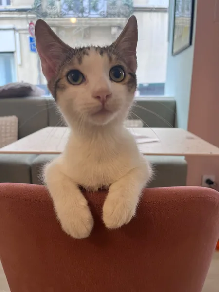 Gaspar, pensionnaire du bar à chats MIAW à Castelnaudary