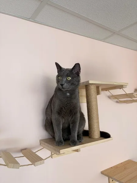Gavroche, pensionnaire du bar à chats MIAW à Castelnaudary