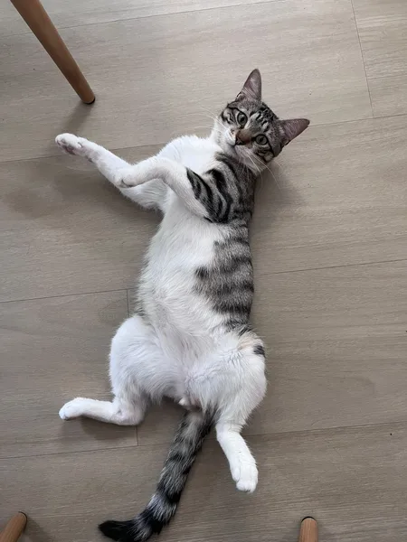 Kento, pensionnaire du bar à chats MIAW à Castelnaudary