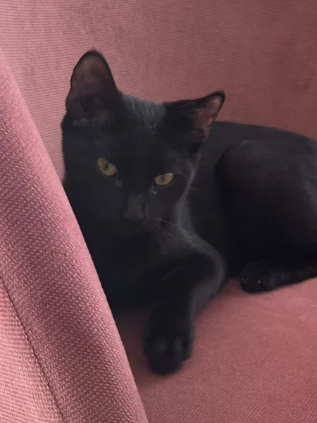 Qi, pensionnaire du bar à chats MIAW à Castelnaudary