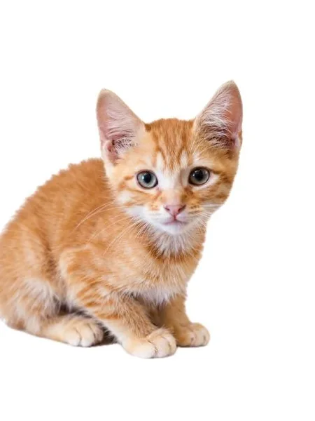 Safran, pensionnaire du bar à chats MIAW à Castelnaudary