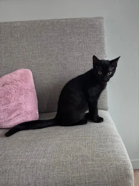 Spacy, pensionnaire du bar à chats MIAW à Castelnaudary